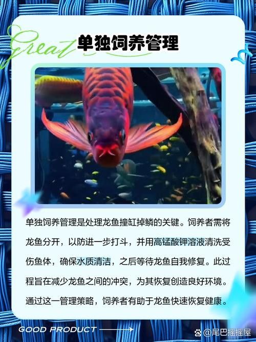 如何預防龍魚晚上撞缸（龍魚夜間撞缸怎么辦） 如何預防龍魚晚上撞缸（龍魚夜間撞缸怎么辦） 龍魚百科 第2張