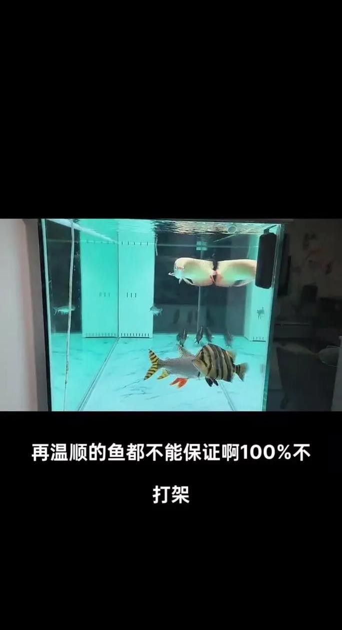 如何預防龍魚晚上撞缸（龍魚夜間撞缸怎么辦） 如何預防龍魚晚上撞缸（龍魚夜間撞缸怎么辦） 龍魚百科 第6張