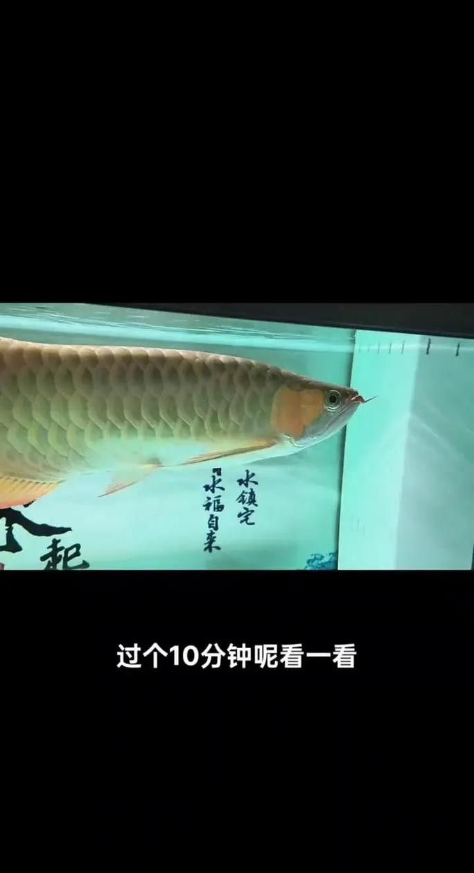 如何預防龍魚晚上撞缸（龍魚夜間撞缸怎么辦） 如何預防龍魚晚上撞缸（龍魚夜間撞缸怎么辦） 龍魚百科 第5張