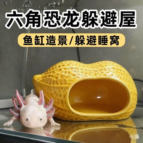 如何判斷六角龍魚缸是否需要消毒（怎樣判斷六角龍魚缸是否需要消毒？） 如何判斷六角龍魚缸是否需要消毒（怎樣判斷六角龍魚缸是否需要消毒？） 龍魚百科 第2張