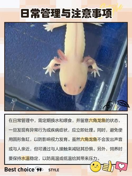 如何判斷六角龍魚缸是否需要消毒（怎樣判斷六角龍魚缸是否需要消毒？） 如何判斷六角龍魚缸是否需要消毒（怎樣判斷六角龍魚缸是否需要消毒？） 龍魚百科 第6張