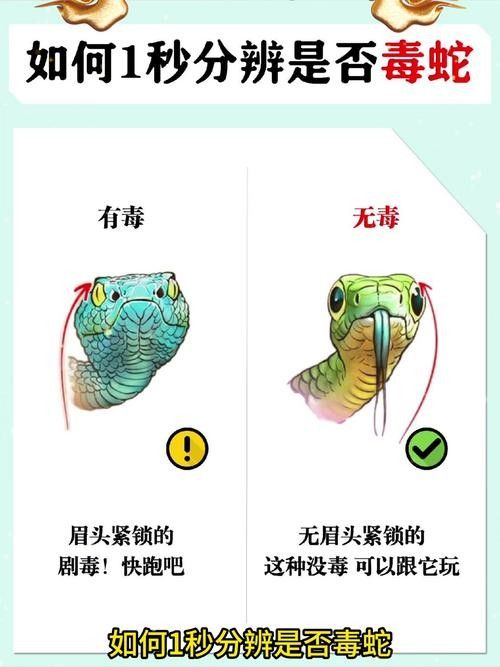 如何辨別口味蛇的真偽？（如何辨別口味蛇的真偽） 如何辨別口味蛇的真偽？（如何辨別口味蛇的真偽） 龍魚百科 第6張