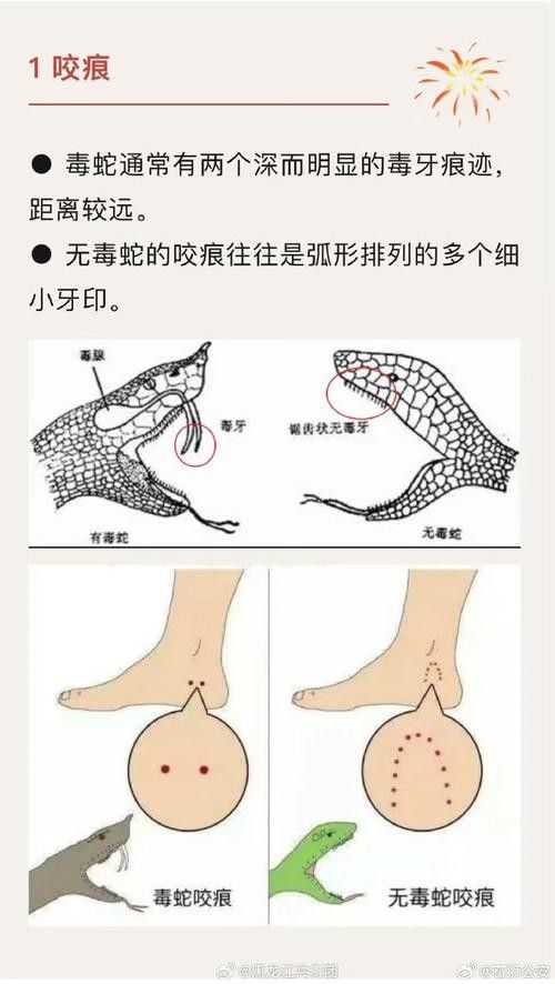 如何辨別口味蛇的真偽？（如何辨別口味蛇的真偽） 如何辨別口味蛇的真偽？（如何辨別口味蛇的真偽） 龍魚百科 第2張