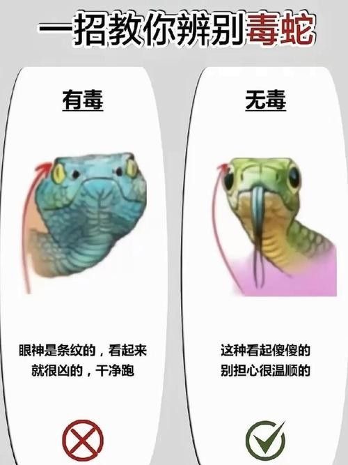 如何辨別口味蛇的真偽？（如何辨別口味蛇的真偽） 如何辨別口味蛇的真偽？（如何辨別口味蛇的真偽） 龍魚百科 第1張