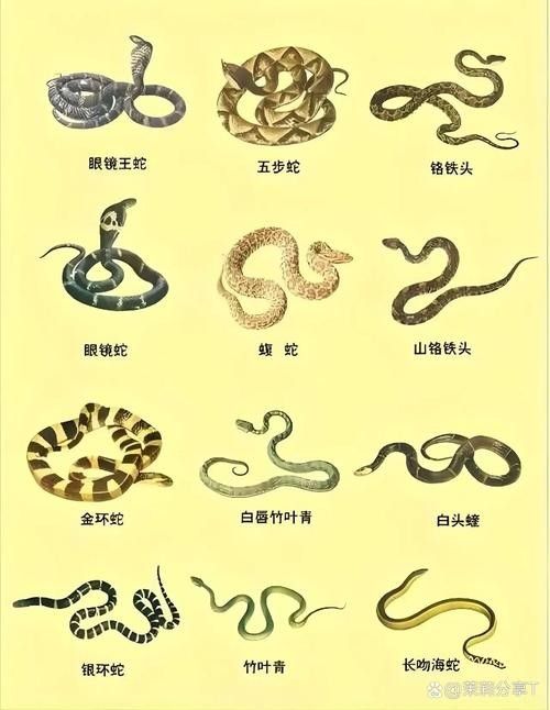 如何辨別口味蛇的真偽？（如何辨別口味蛇的真偽） 如何辨別口味蛇的真偽？（如何辨別口味蛇的真偽） 龍魚百科 第3張