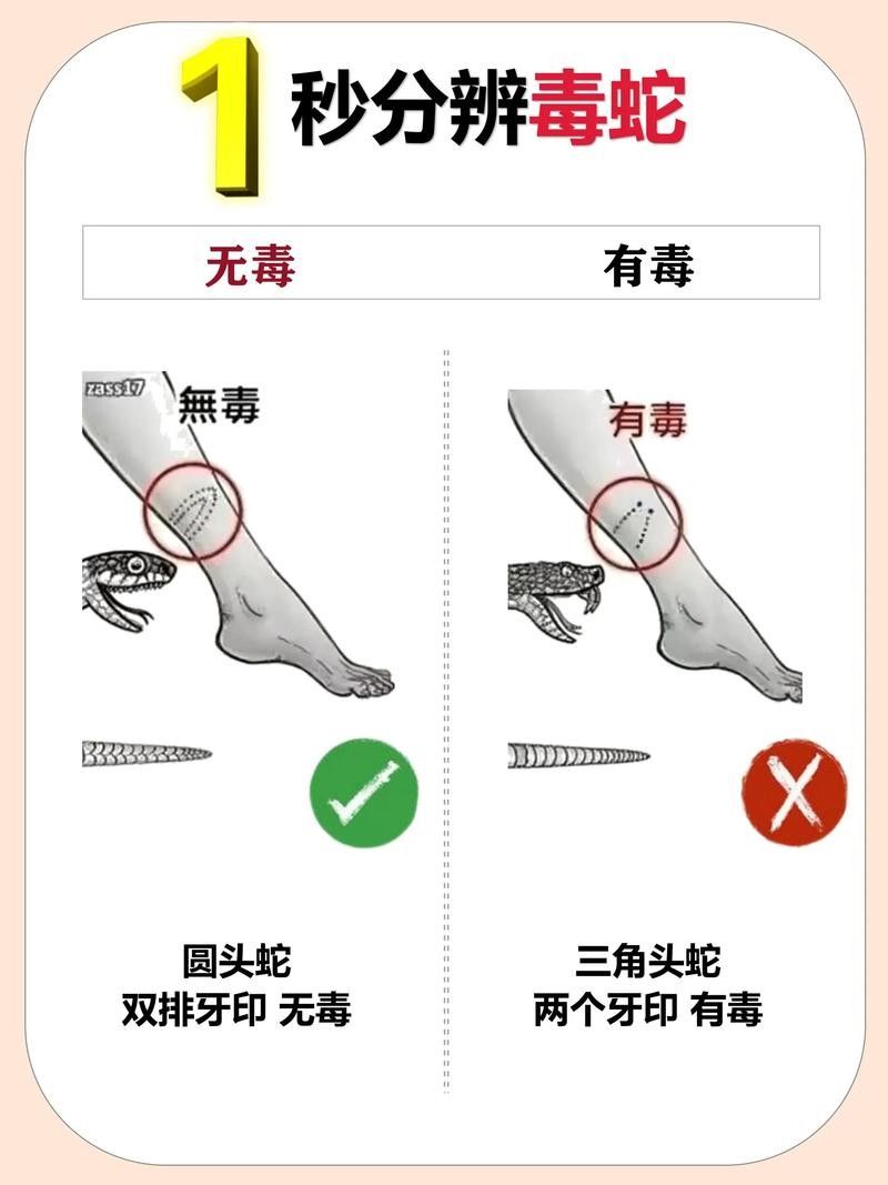 如何辨別口味蛇的真偽？（如何辨別口味蛇的真偽） 如何辨別口味蛇的真偽？（如何辨別口味蛇的真偽） 龍魚百科 第5張