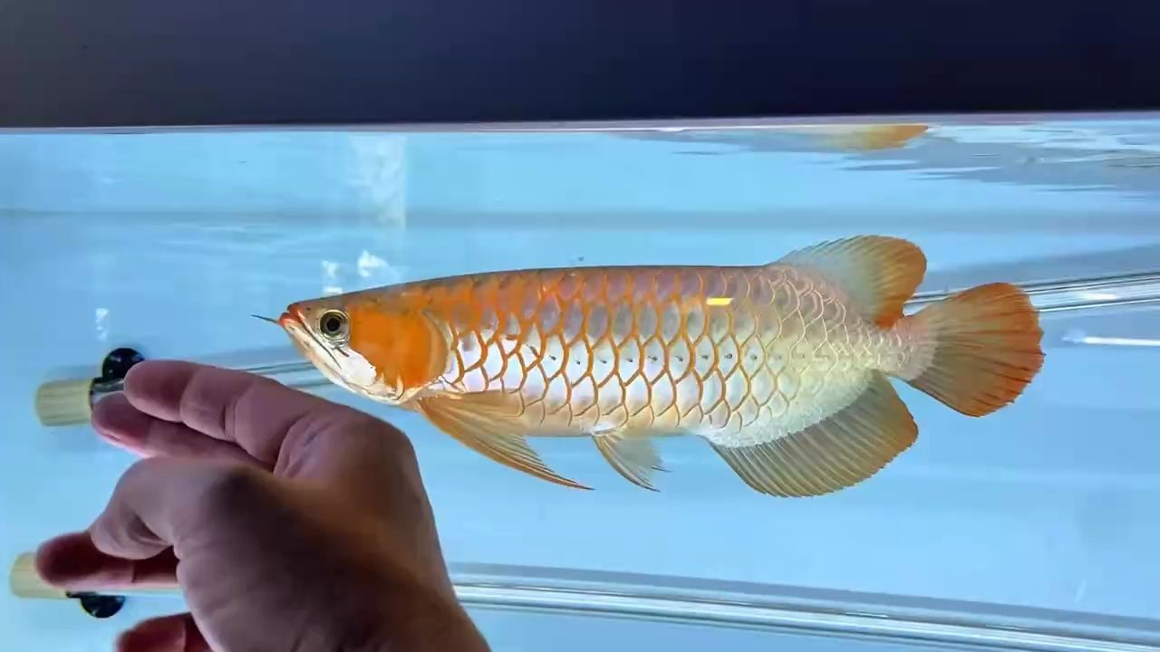 龍魚干蝦有營養嗎 (九寶997評論:全球變暖對農業的影響及應對策略) 龍魚論壇 (九寶997評論:全球變暖對農業的影響及應對策略) (九寶997評論:全球變暖對農業的影響及應對策略) 龍魚論壇
