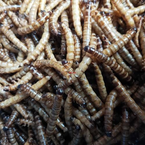 龍魚除了面包蟲干還能吃什么？（龍魚七大必吃食物營養搭配全解析龍魚喂養注意事項） 龍魚除了面包蟲干還能吃什么？（龍魚七大必吃食物營養搭配全解析龍魚喂養注意事項） 龍魚百科 第7張