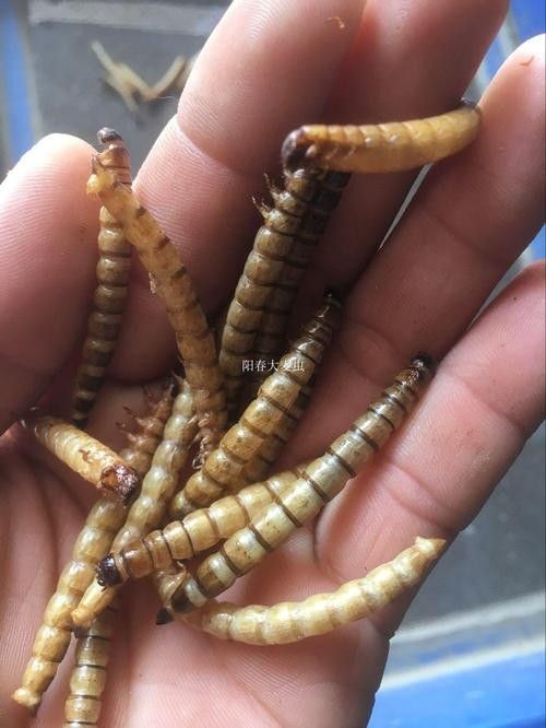 龍魚除了面包蟲干還能吃什么？（龍魚七大必吃食物營養搭配全解析龍魚喂養注意事項） 龍魚除了面包蟲干還能吃什么？（龍魚七大必吃食物營養搭配全解析龍魚喂養注意事項） 龍魚百科 第4張
