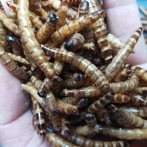 龍魚除了面包蟲干還能吃什么？（龍魚七大必吃食物營養搭配全解析龍魚喂養注意事項） 龍魚除了面包蟲干還能吃什么？（龍魚七大必吃食物營養搭配全解析龍魚喂養注意事項） 龍魚百科 第8張