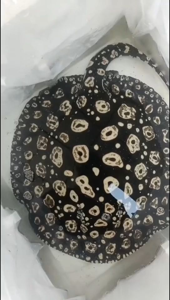 代胎母（代胎母是什么？） 代胎母（代胎母是什么？） 龍魚論壇