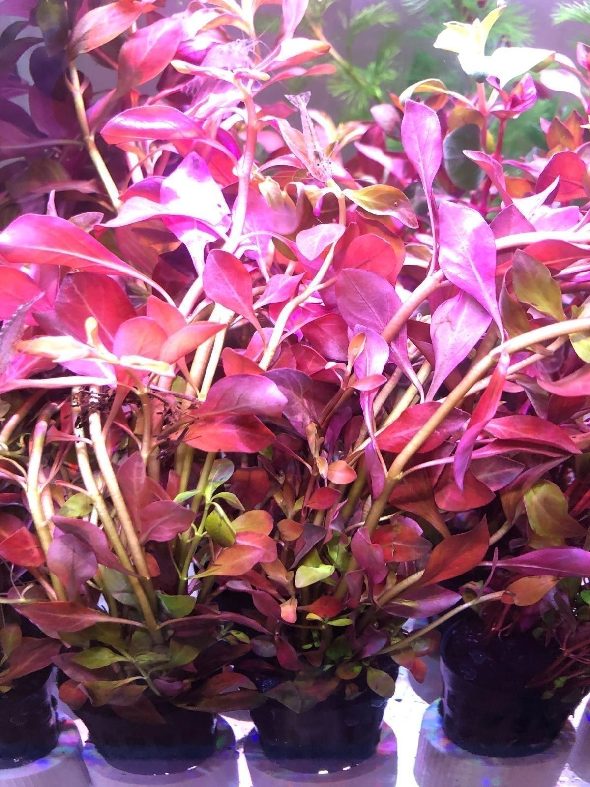 中牟哪個水族館龍魚好？祥龍魚場龍魚（中牟祥龍魚場紅龍怎么樣）