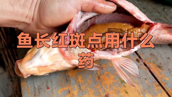 紅眼恐龍魚有哪些常見的疾?。铸堲~常見病有哪些，如何進(jìn)行治療）