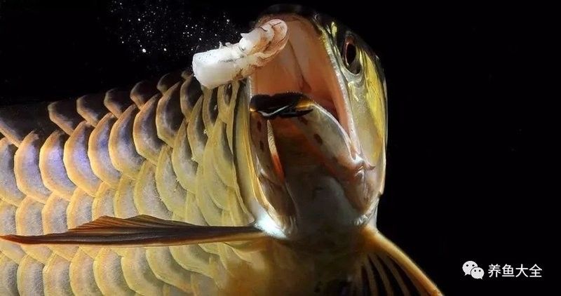 如何判斷四角龍魚(yú)的血統(tǒng)純正（判斷四角龍魚(yú)血統(tǒng)純正需要綜合考慮多個(gè)因素）