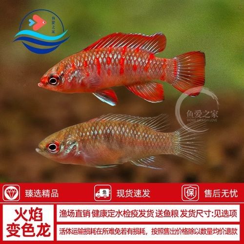 火焰變色龍魚的價(jià)格是多少（火焰變色龍的混養(yǎng)注意事項(xiàng)火焰變色龍魚價(jià)格差異）