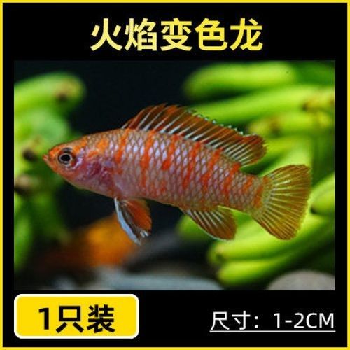 火焰變色龍魚的價(jià)格是多少（火焰變色龍的混養(yǎng)注意事項(xiàng)火焰變色龍魚價(jià)格差異）