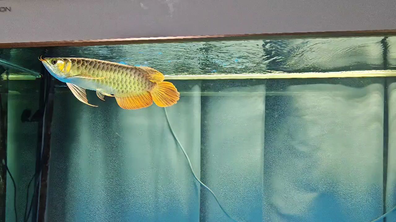 我的虎魚真菌感染了要怎么處理 這狀態自己品(個體如何通過自我反思和體驗來理解自身的情感狀態) 龍魚論壇 這狀態自己品(個體如何通過自我反思和體驗來理解自身的情感狀態) 這狀態自己品(個體如何通過自我反思和體驗來理解自身的情感狀態) 龍魚論壇
