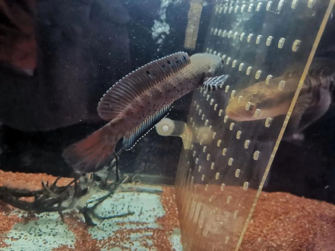 藍鉆雷龍魚的價格是多少（藍鉆雷龍魚價格跨度較大藍鉆雷龍魚價格跨度較大）