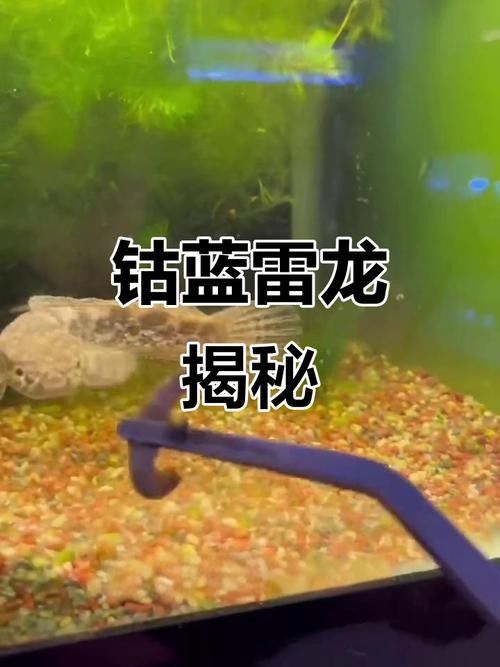藍鉆雷龍魚的價格是多少（藍鉆雷龍魚價格跨度較大藍鉆雷龍魚價格跨度較大）