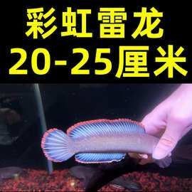 藍鉆雷龍魚的價格是多少（藍鉆雷龍魚價格跨度較大藍鉆雷龍魚價格跨度較大）