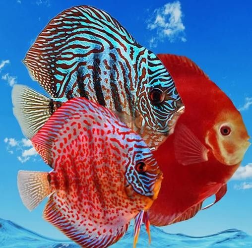 七彩神仙魚混養(yǎng)圖片欣賞