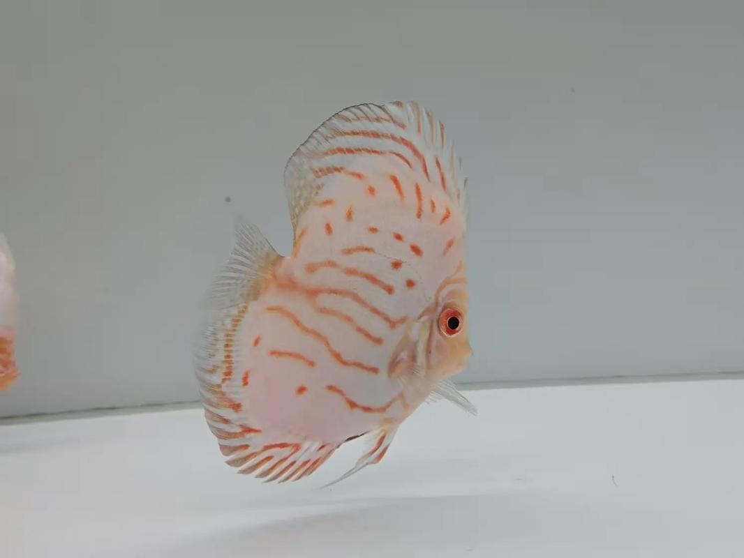 七彩神仙魚混養(yǎng)圖片欣賞