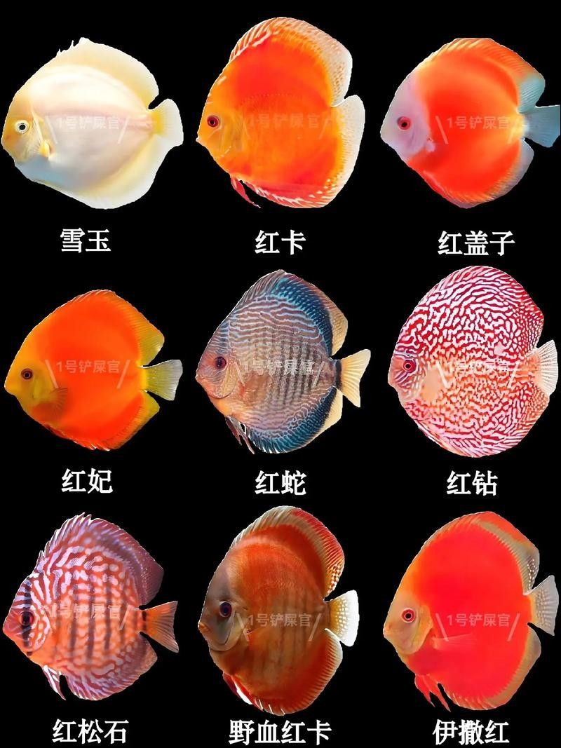 七彩神仙魚混養圖片欣賞