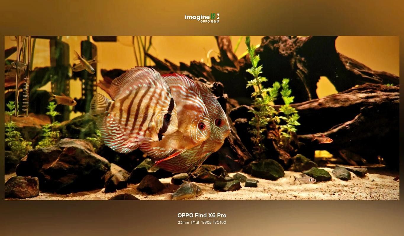 七彩神仙魚混養(yǎng)圖片欣賞