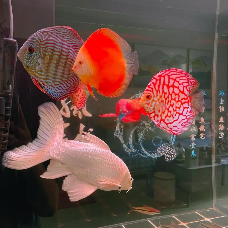 七彩神仙魚混養(yǎng)圖片欣賞