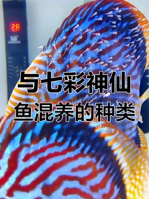 七彩神仙魚混養(yǎng)圖片欣賞