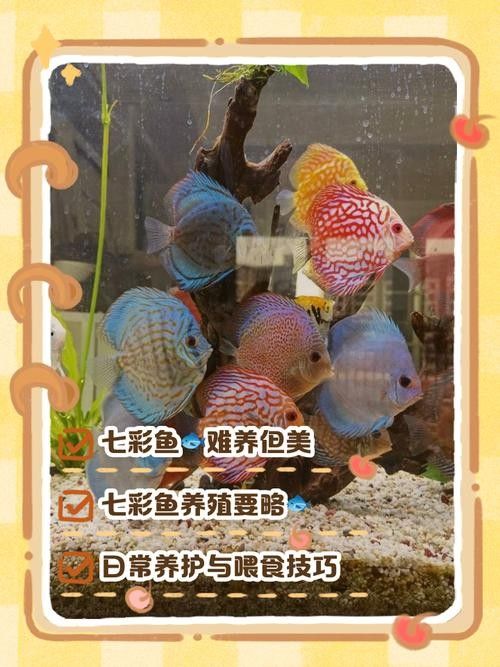 七彩神仙魚混養(yǎng)圖片欣賞
