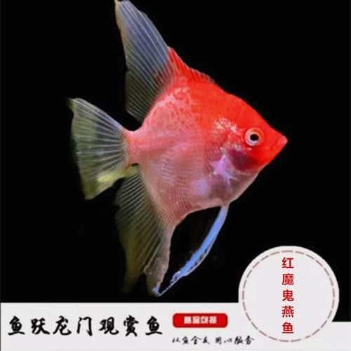 七彩神仙魚混養(yǎng)圖片欣賞