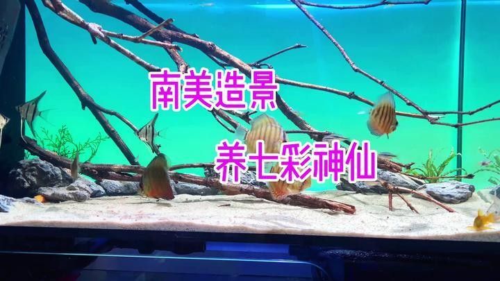 七彩神仙魚混養(yǎng)圖片欣賞