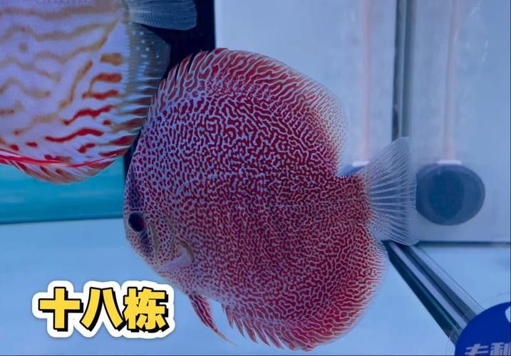 七彩神仙魚混養(yǎng)圖片欣賞