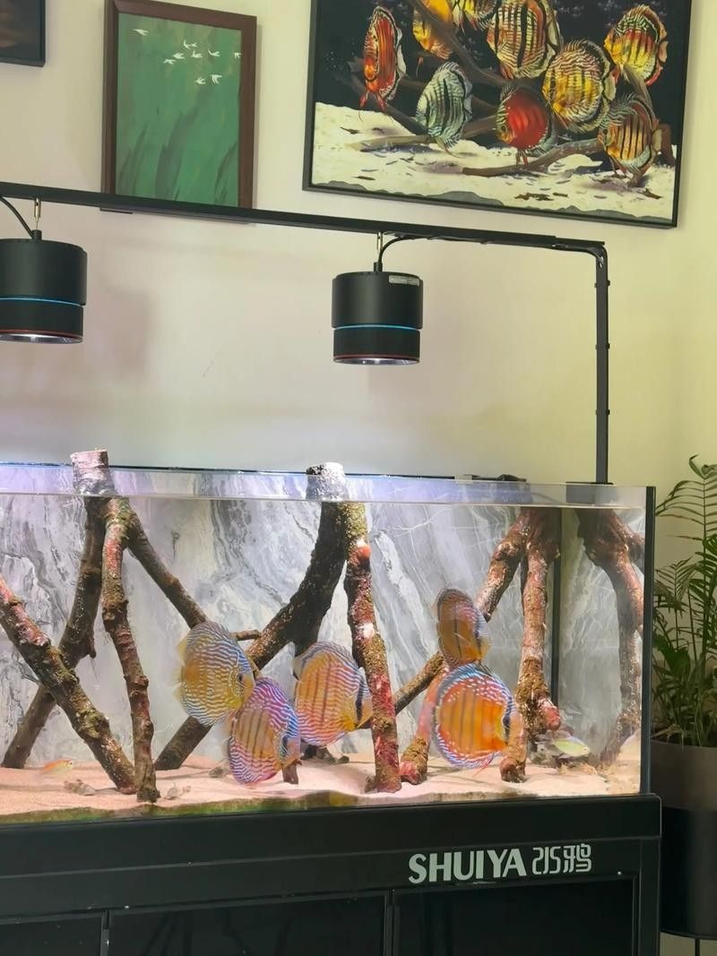 七彩神仙魚混養(yǎng)圖片欣賞