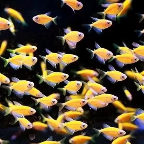 七彩神仙魚混養(yǎng)圖片欣賞