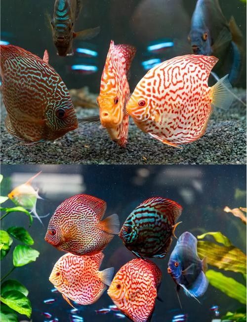 七彩神仙魚混養(yǎng)圖片欣賞