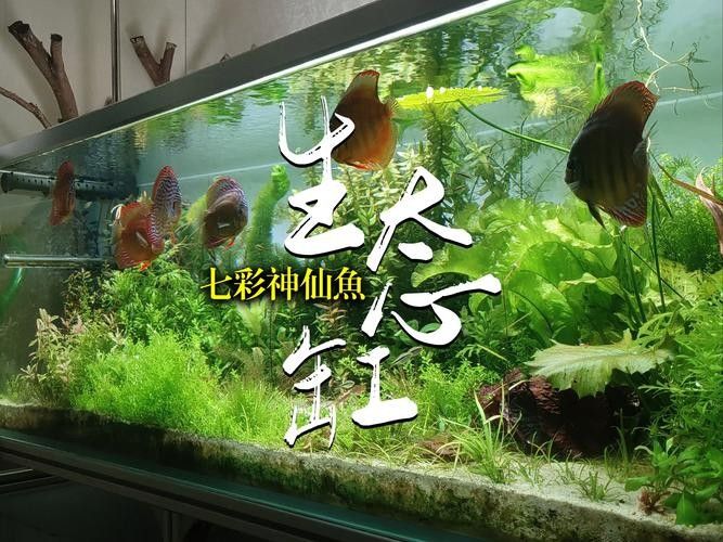 七彩神仙魚混養(yǎng)圖片欣賞