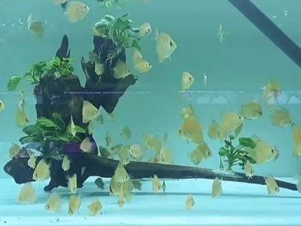 七彩神仙魚混養(yǎng)圖片欣賞