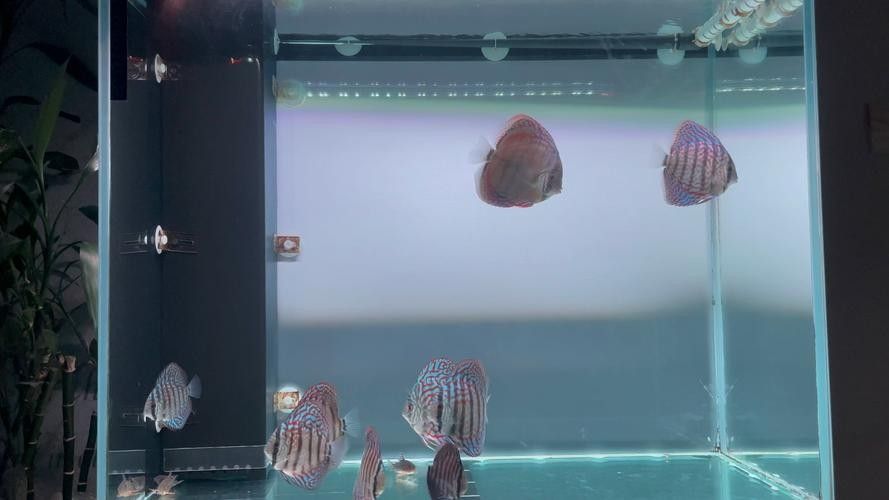 七彩神仙魚混養(yǎng)圖片欣賞