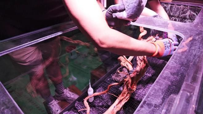 七彩神仙魚混養(yǎng)圖片欣賞