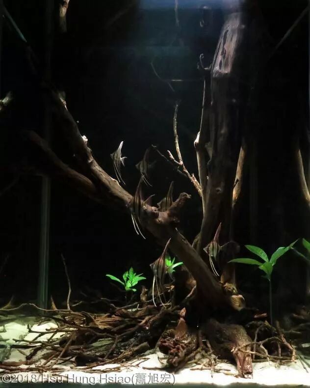 七彩神仙魚混養(yǎng)圖片欣賞