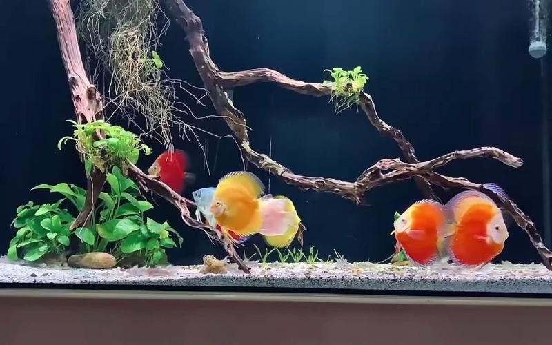七彩神仙魚混養(yǎng)圖片欣賞