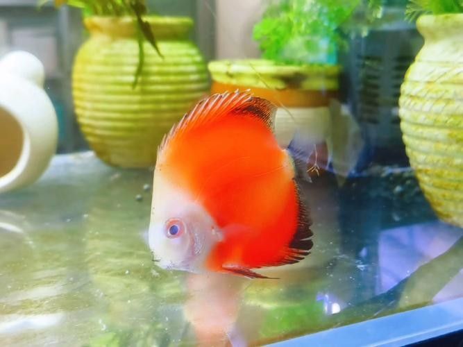 七彩神仙魚混養(yǎng)圖片欣賞
