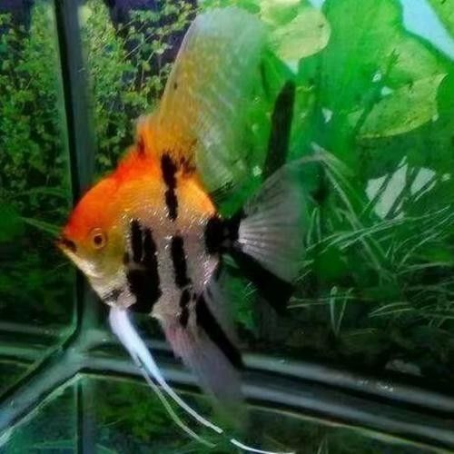七彩神仙魚混養(yǎng)圖片欣賞
