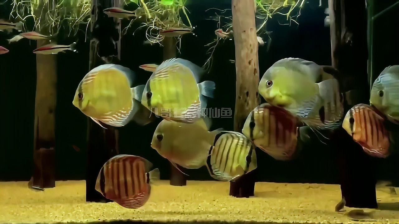 七彩神仙魚混養(yǎng)圖片欣賞