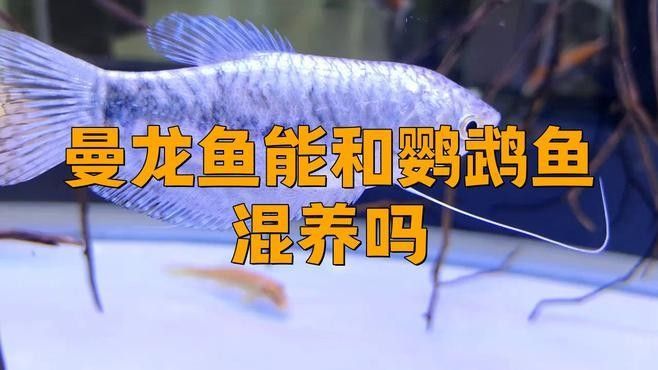 曼龍魚和迷你鸚鵡魚能混養嗎？（曼龍魚可以和迷你鸚鵡魚混養嗎）