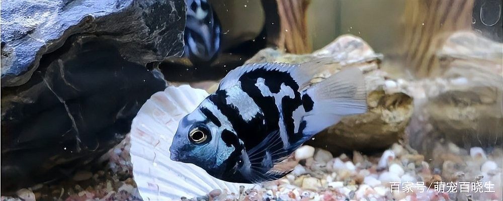 曼龍魚和迷你鸚鵡魚能混養嗎？（曼龍魚可以和迷你鸚鵡魚混養嗎）