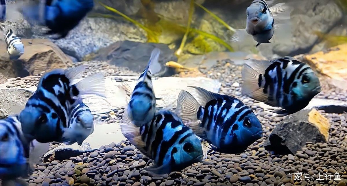 曼龍魚和迷你鸚鵡魚能混養嗎？（曼龍魚可以和迷你鸚鵡魚混養嗎）