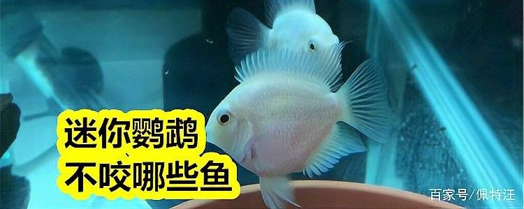 曼龍魚和迷你鸚鵡魚能混養嗎？（曼龍魚可以和迷你鸚鵡魚混養嗎）